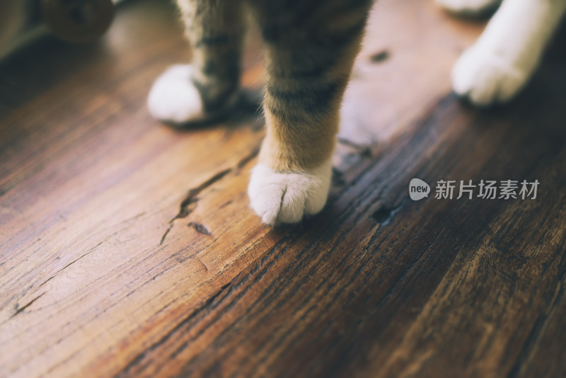 猫咖中可爱猫咪的爪子