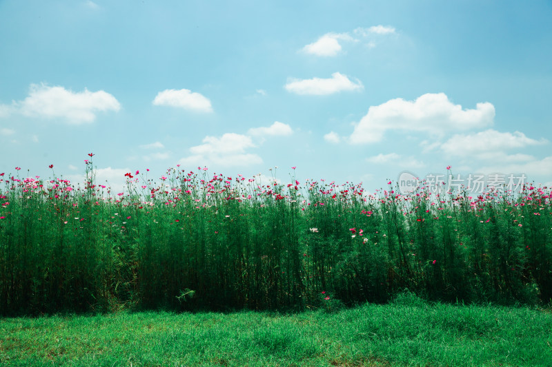 夏日格桑花