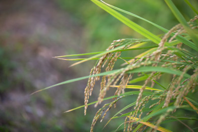 乡村田间种植的即将成熟的水稻