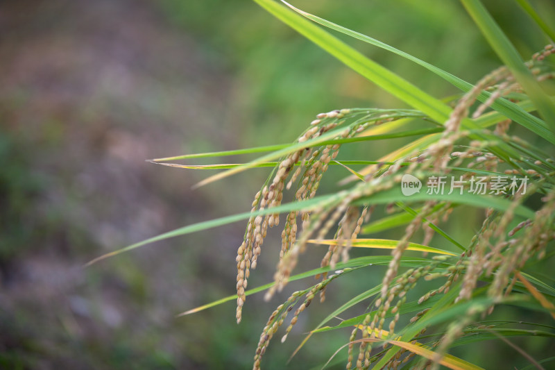 乡村田间种植的即将成熟的水稻