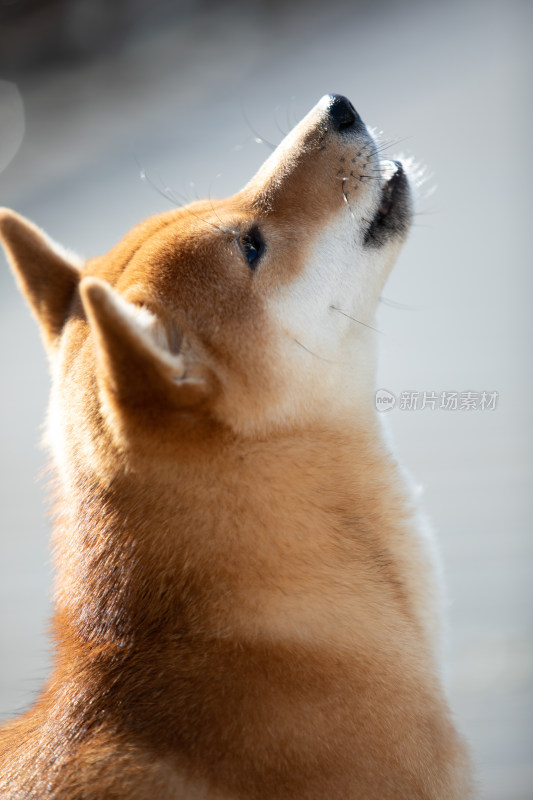 一只仰起头的柴犬头部特写