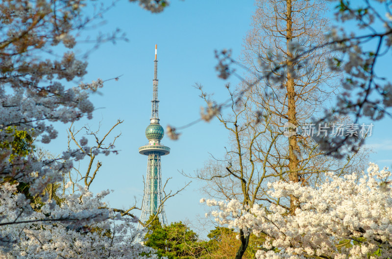 青岛中山公园的樱花盛开