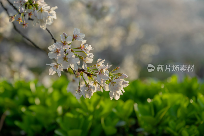 春季白天户外盛开的樱花花束