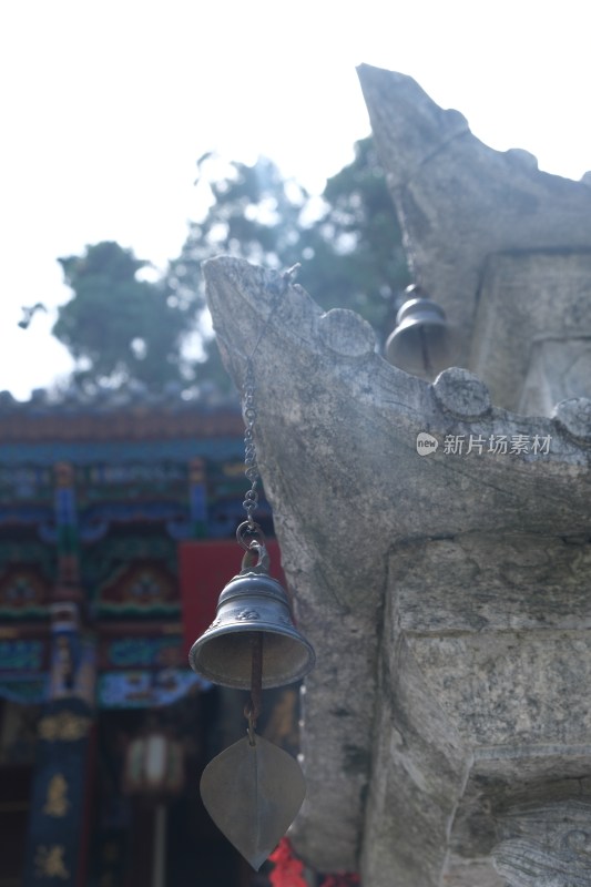 多彩多肉植物装饰树桩的独特景观