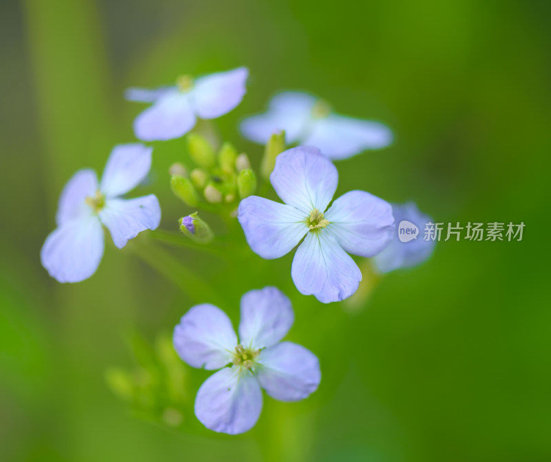 盛开的花朵