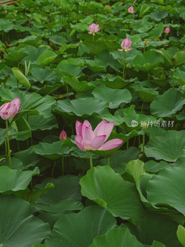 夏季荷花特写