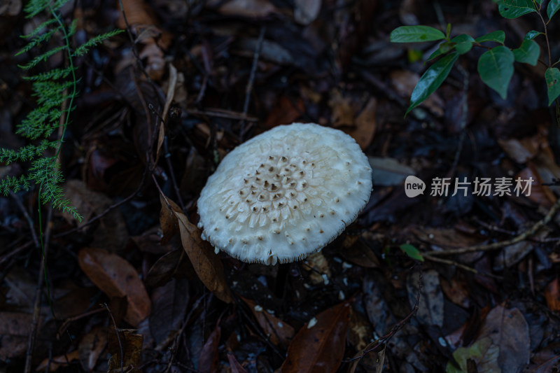 雨后野外生长的蘑菇