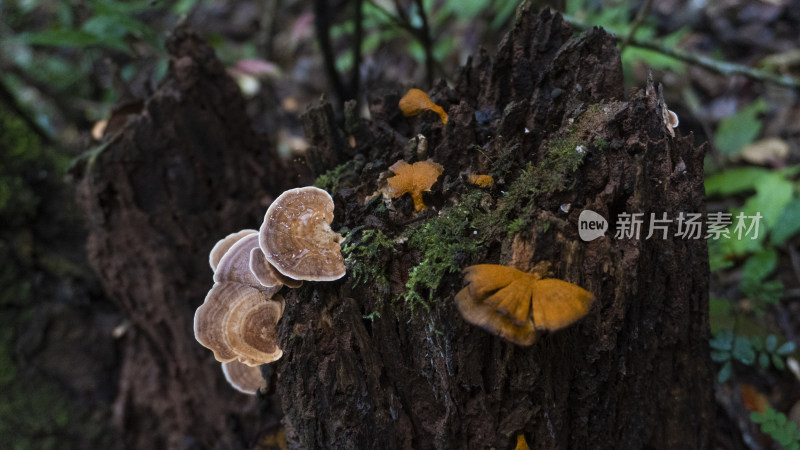 蘑菇 野生菌 真菌  山珍 美食 大自然 森林