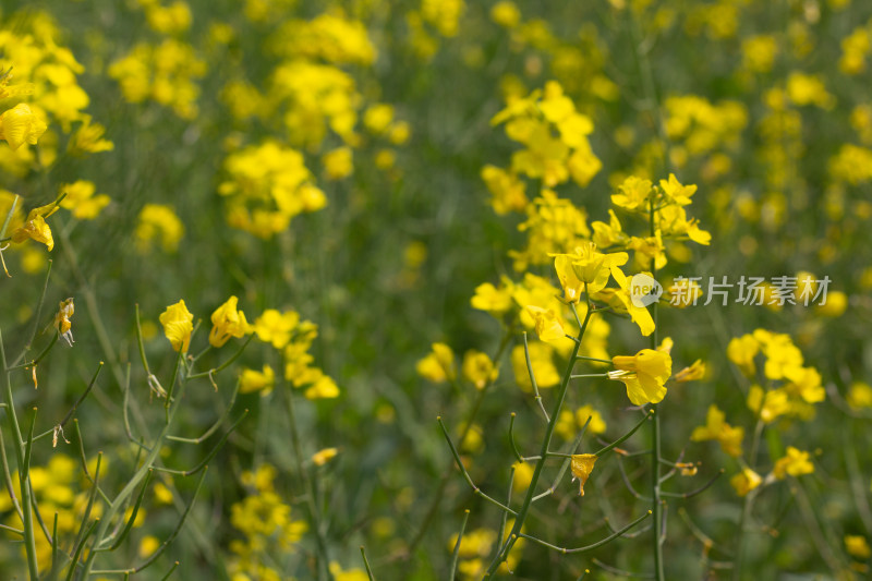 美丽的黄色油菜花田近景特写