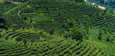 茶叶茶山茶艺茶园采茶茶红茶绿茶春茶茶叶茶