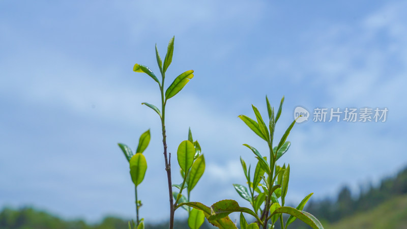 湖北利川文斗镇茶园里向上生长的茶苗苗