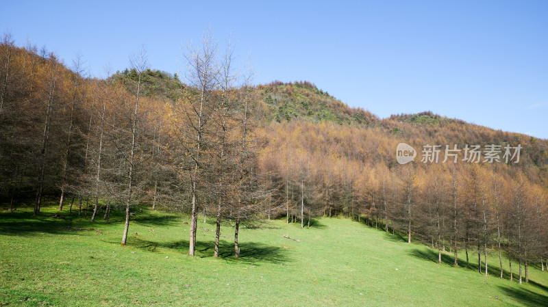 湖北恩施州大山顶林场水杉风景风光森林