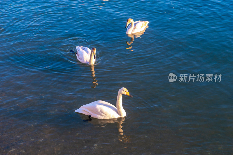 威海烟墩角村大天鹅湖