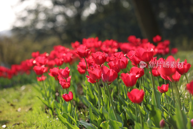 杭州太子湾公园绽放的一片红色郁金香