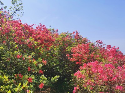 米兰云雾山杜鹃花