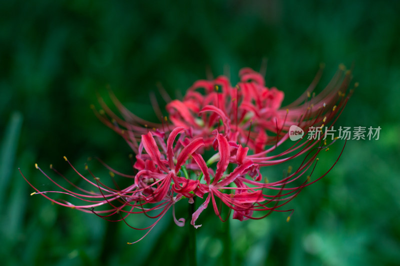 鲜艳夺目彼岸花特写