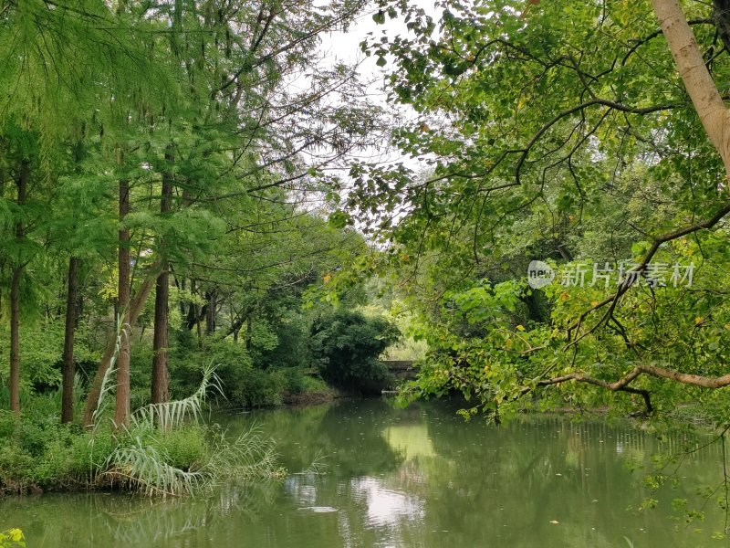 林间小溪流淌的自然景观