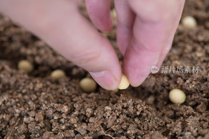 手拿一粒黄豆种在土壤里