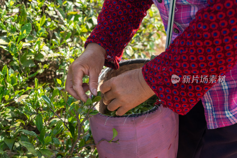 春天茶园采茶