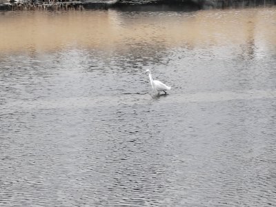 浅滩上一只白鹭悠然觅食的景象