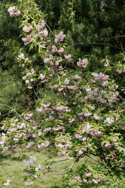 北京朝阳公园樱花