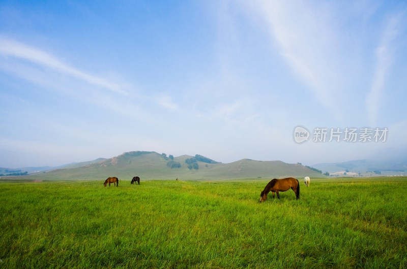 内蒙,坝上,乌兰木统,乌兰木统草原,红山,军马场,草原,草地,