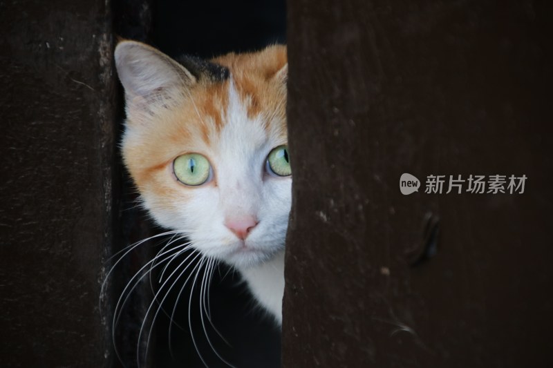 偷窥小猫