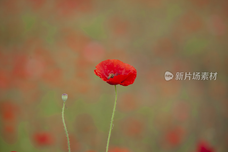 虞美人秋英花 花海 蜜蜂