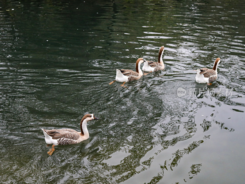 池塘里的一群动物鸭子