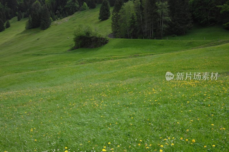 绿意盎然的草地点缀着黄色小花