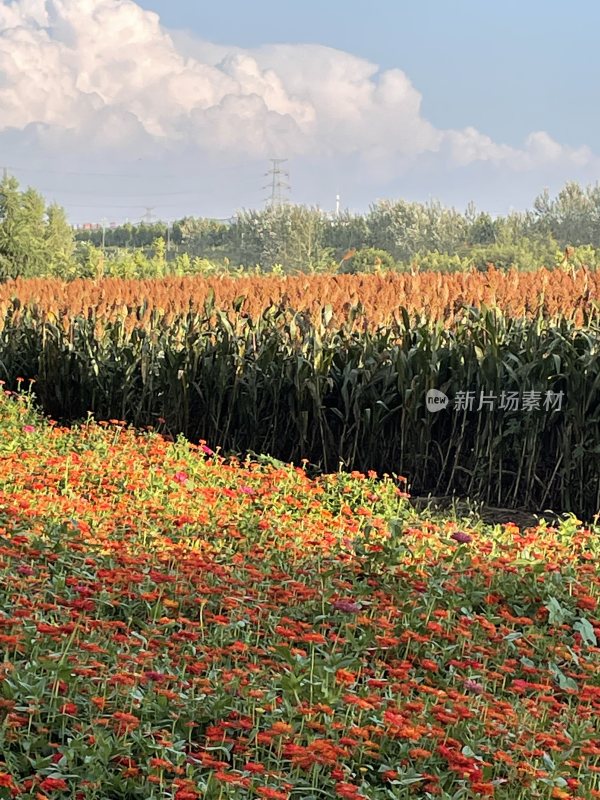 田地里的油画风景