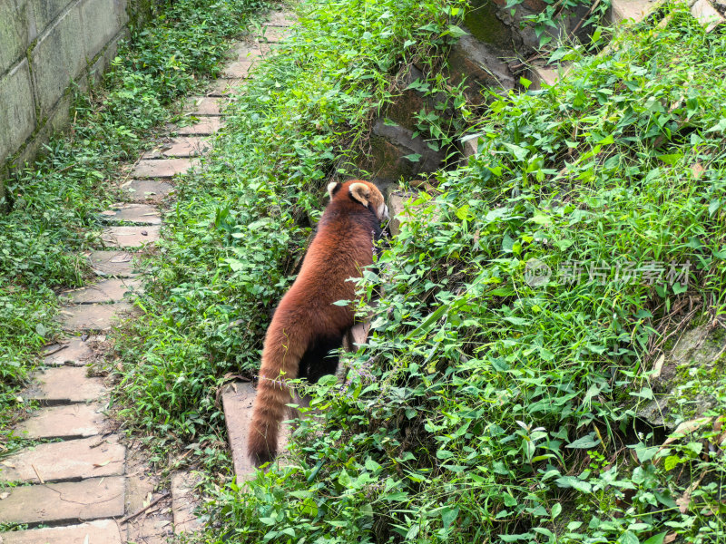 可爱的小熊猫