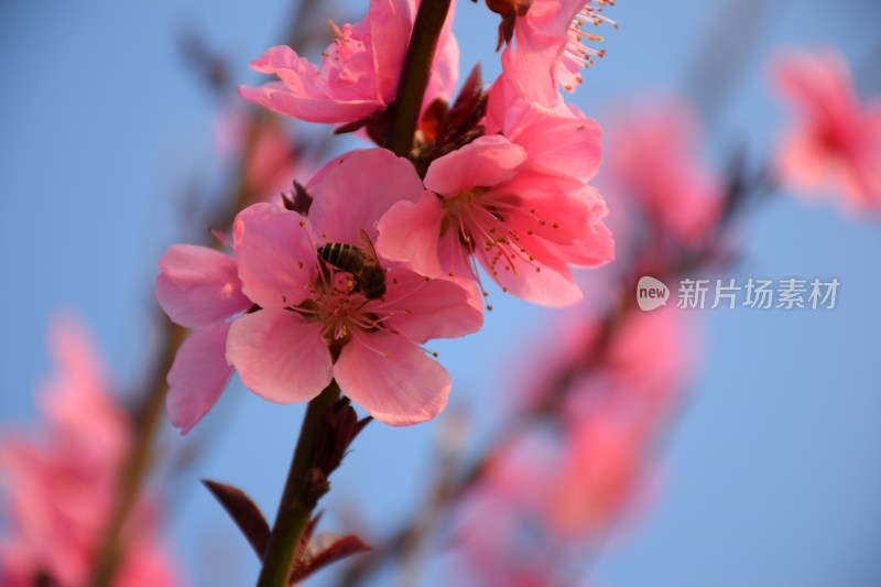 特写粉色桃花花朵