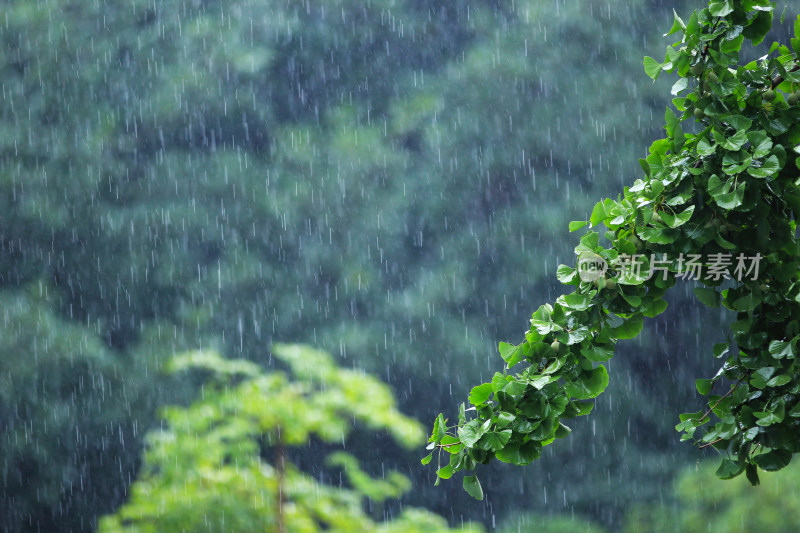 下雨天雨水中植物背景