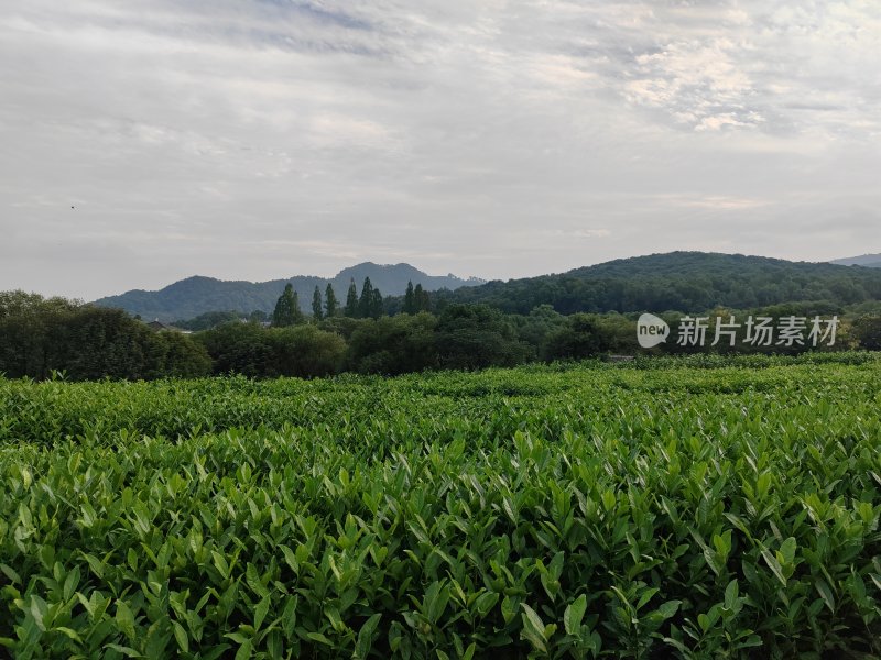 山林间的大片绿色植物景观