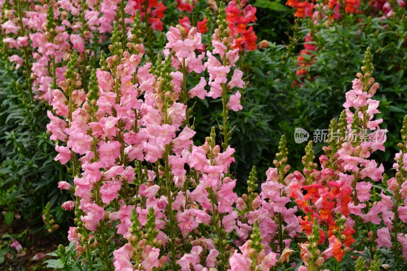 金鱼草花海