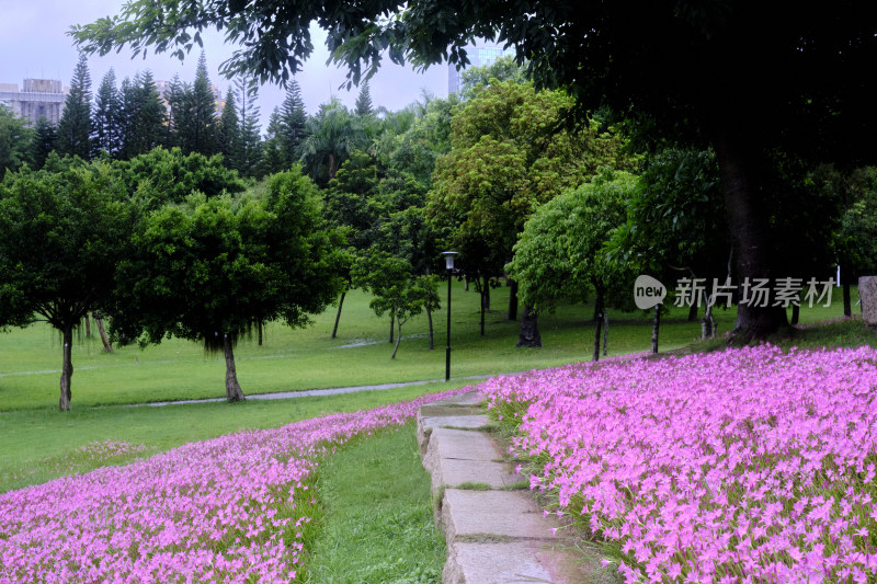 粉色的风雨兰花海