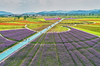 江西景德镇高岭村花海