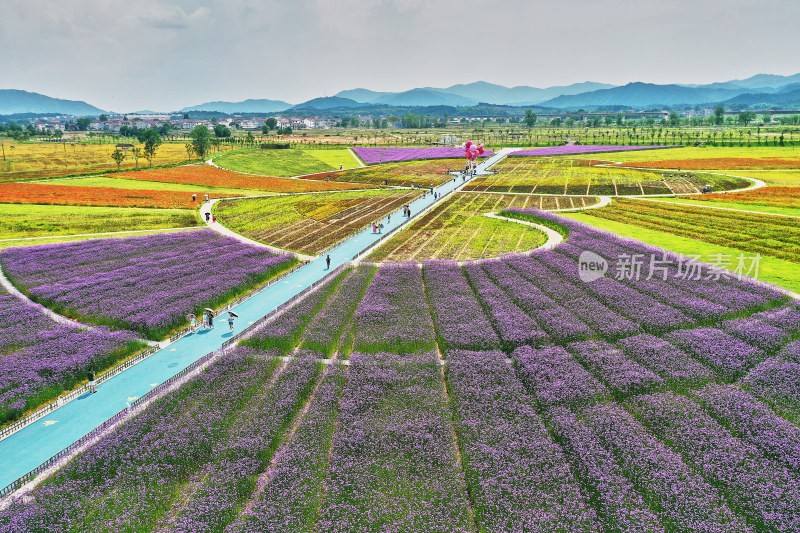 江西景德镇高岭村花海