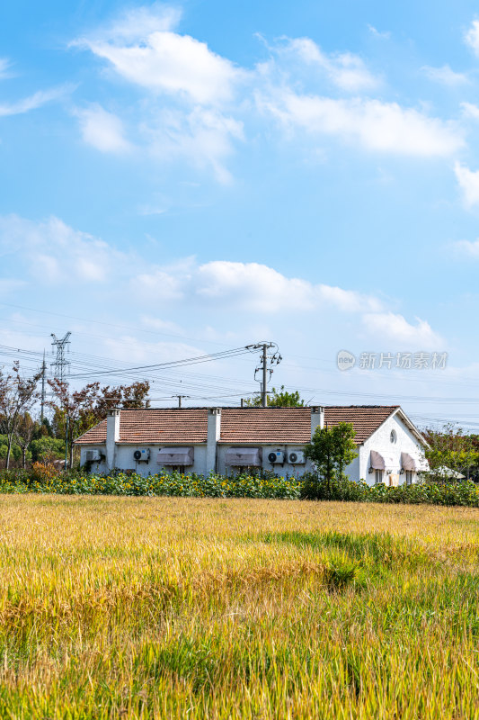 上海嘉北郊野公园稻田自然秋色风光