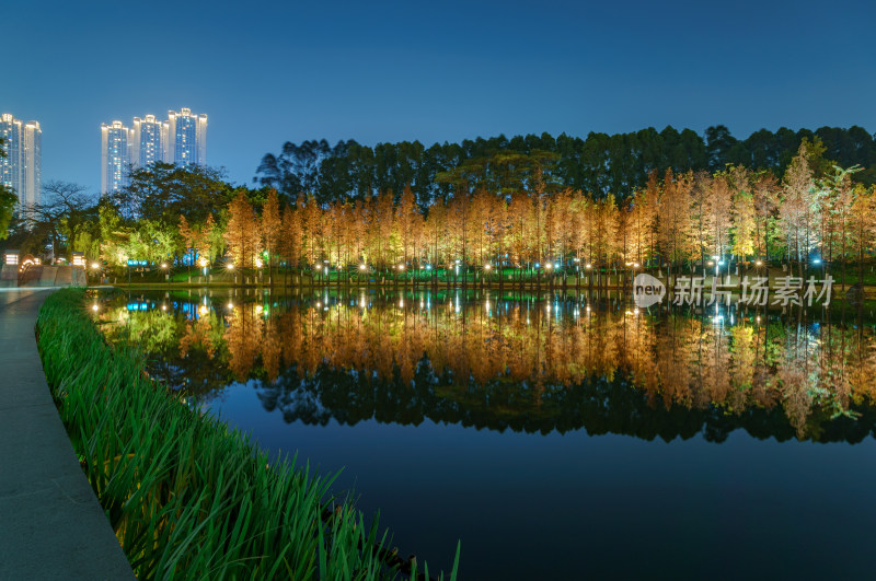 佛山千灯湖南海活水公园落羽杉红叶夜景灯光