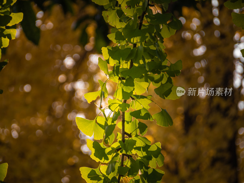 秋天树上的银杏叶的特写镜头