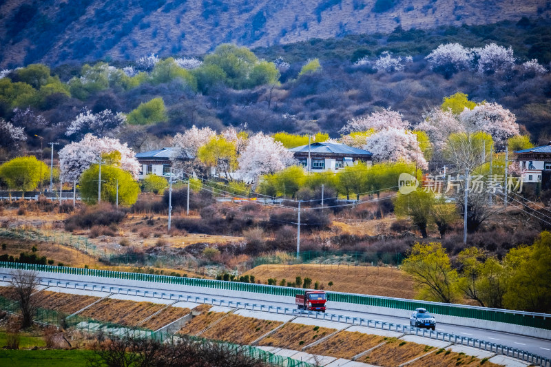 西藏桃花盛开