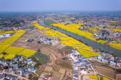 重庆潼南崇龛油菜花