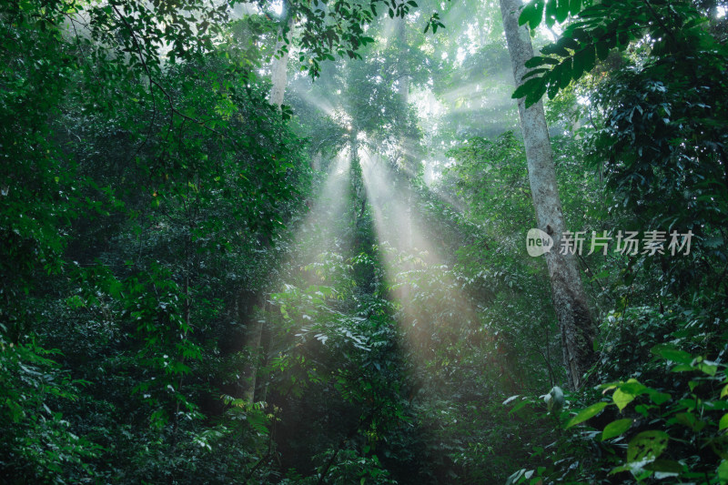 森林中阳光透过树木的丁达尔现象