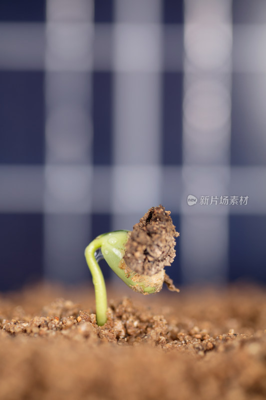 太阳能板背景前的土壤里长出绿芽