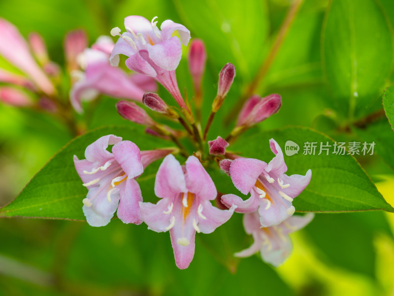 春天的灌木锦带花特写