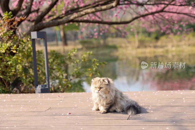 一只梅花树下的金吉拉