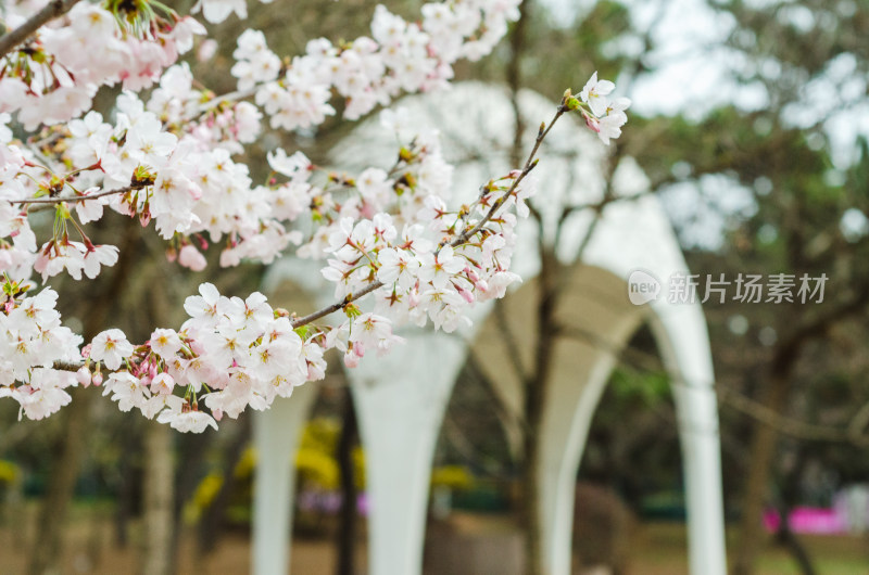 青岛中山公园盛开的樱花