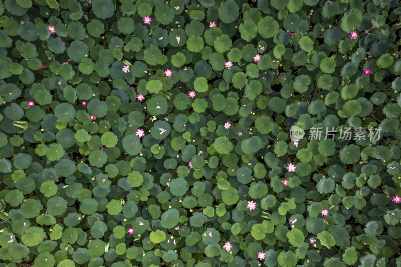 夏季荷塘荷叶荷花俯拍